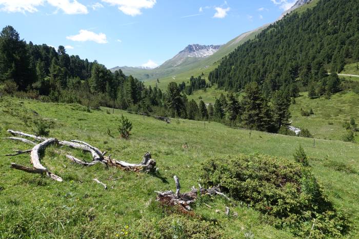 Eine inspirierende Landschaft und verschiedene Düfte bietet das Val S-charl.