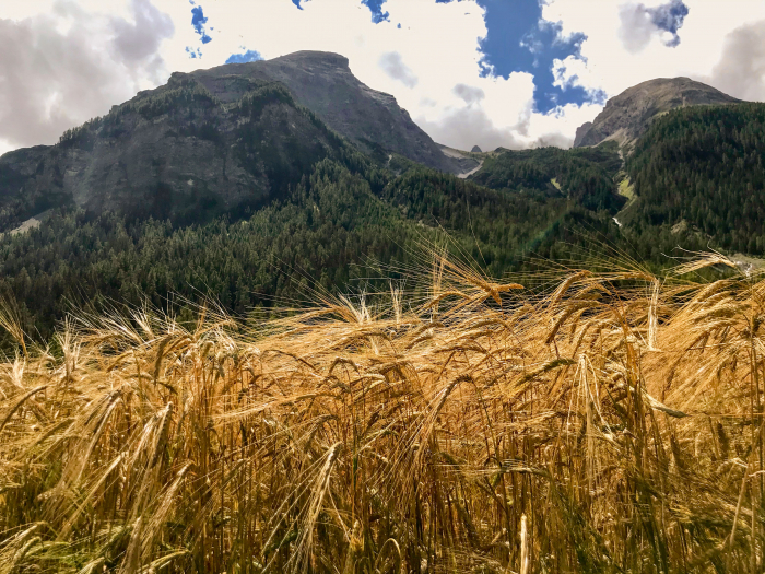 Aus der Braugerste lässt Gran Alpin Braumalz herstellen. Vorerst noch in Deutschland aber vielleicht schon bald in der Schweiz.