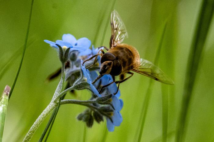 Die Bestäubung ist eine der wichtigsten Systemleistungen der Insekten.