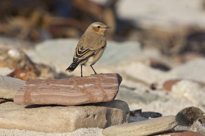 Der Steinschmätzer (hier ein Weibchen) ist auf dem Munt la Schera die häufigste Brutvogelart.