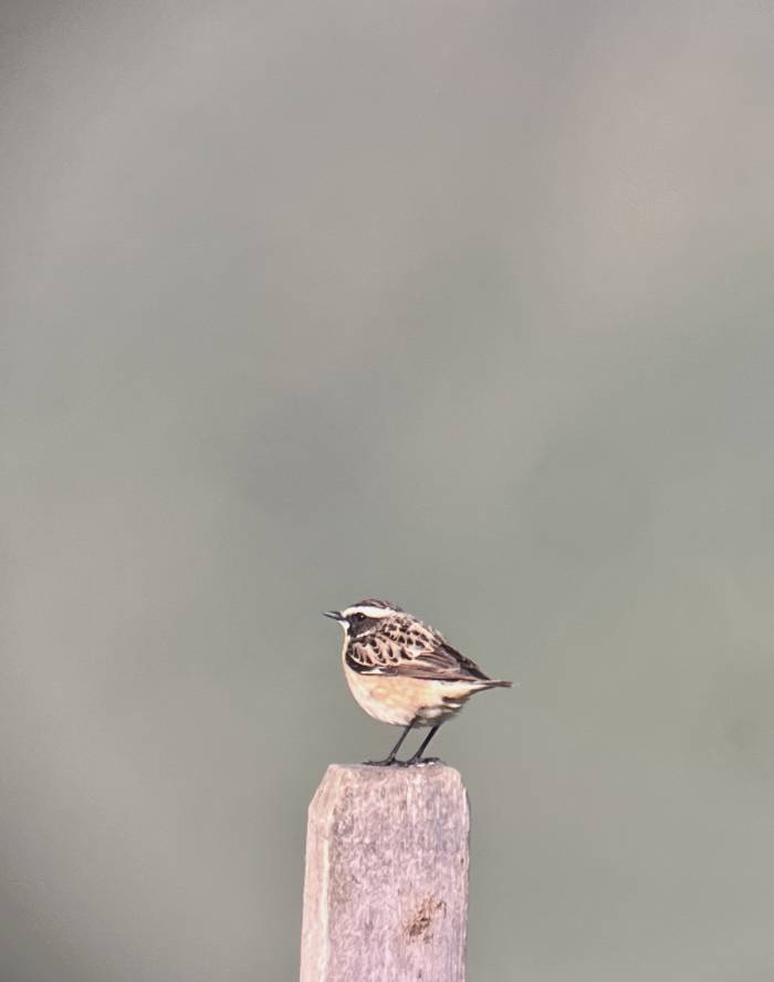 Das Braunkehlchen ist ein Wiesenbrüter, deshalb hilft ihm das Nesterschutzprojekt.