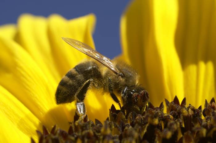 Die Honig- und Wildbienen sind auf ein intaktes Ökosystem angewiesen. 