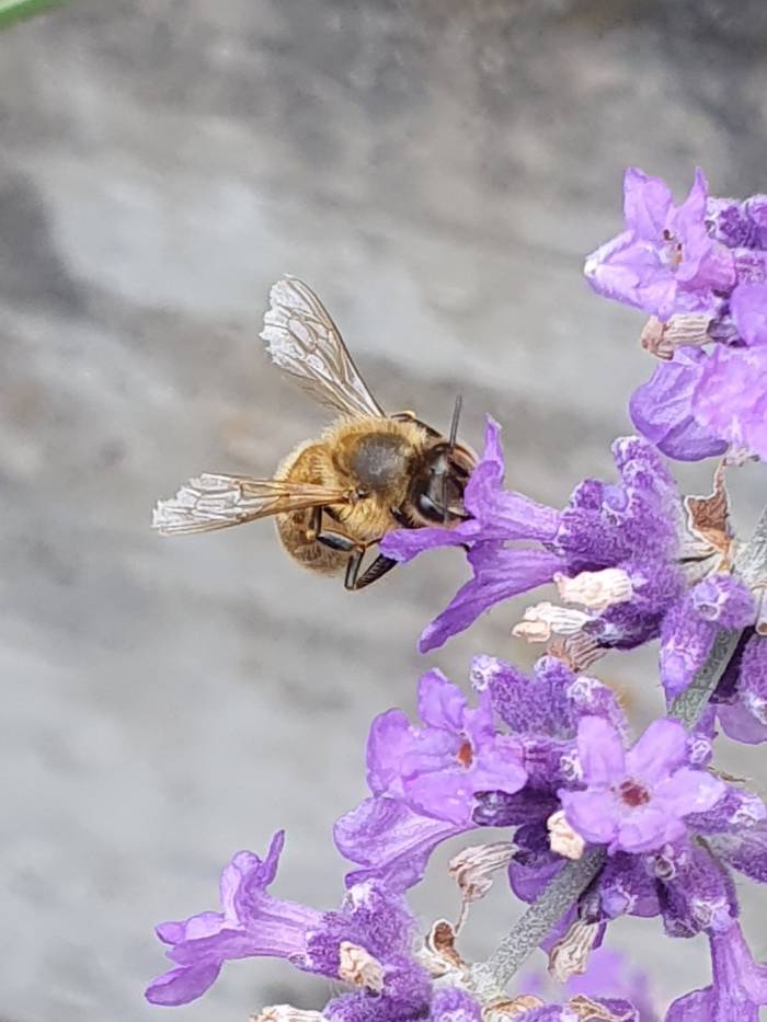 Schon ein Quadratmeter Biodiversität in Gärten oder auf Balkonen haben einen grossen Nutzen.