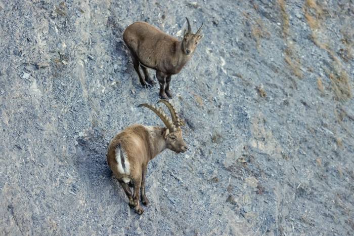 Herr und Frau Steinbock machen Pause in der Wand.