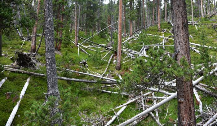 Totholz als bedeutendes Landschaftselement und ökologisch wertvoller Lebensraum in naturbelassenen Wäldern des SNP.