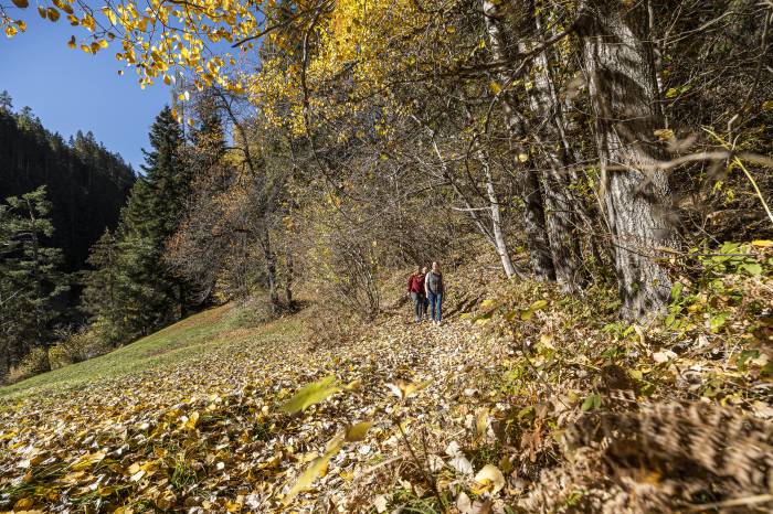 Spaziergang in den herbstlichen Laubbäumen.