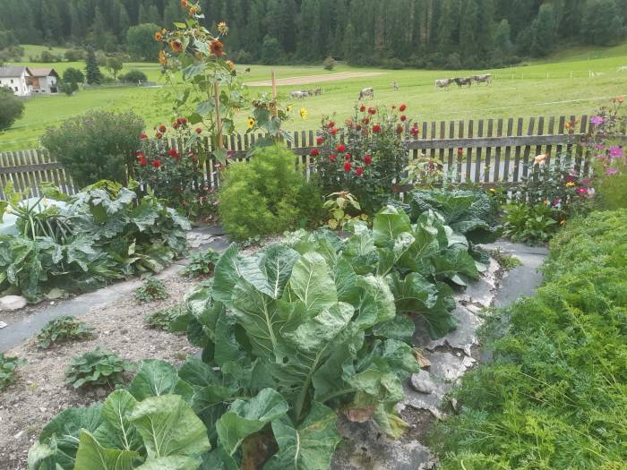 Gemüsegarten von Corina Bott im September. Die Bäuerin sät kälteunempfindliches Gemüse später an, um es im Herbst zu verarbeiten, wenn die Heuernte vorbei ist.