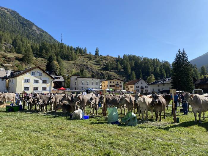 Der Südbündner Vieh- und Warenmarkt in Zernez ist mittlerweile fester Bestandteil im Kalender. 