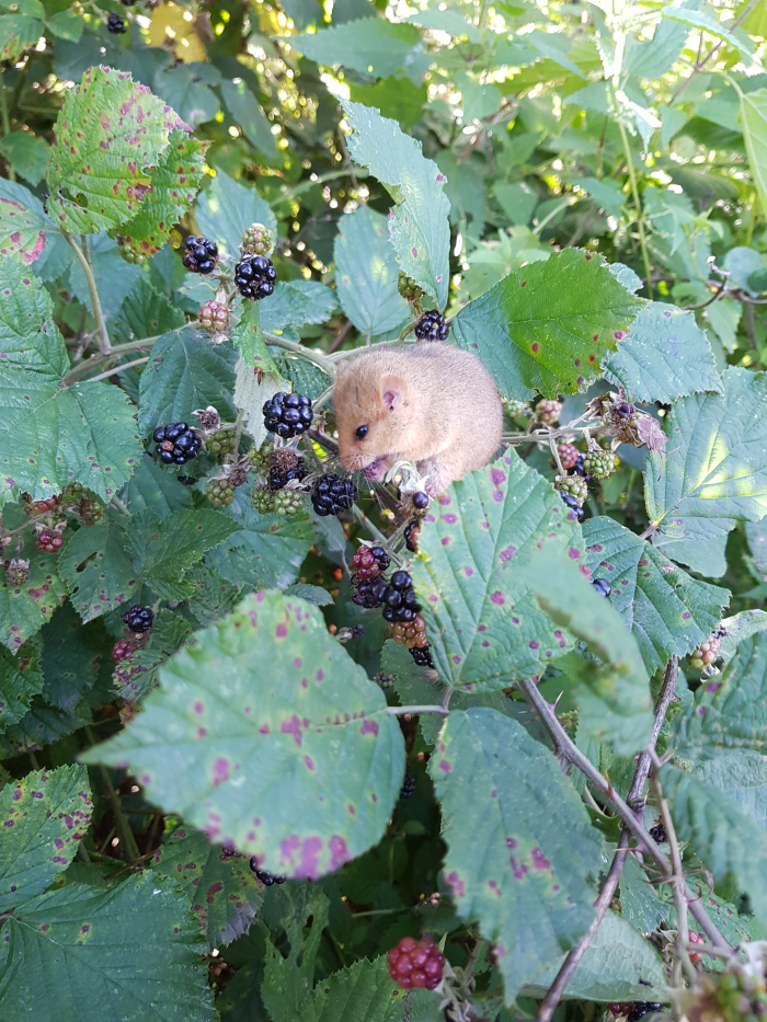 Haselmaus
