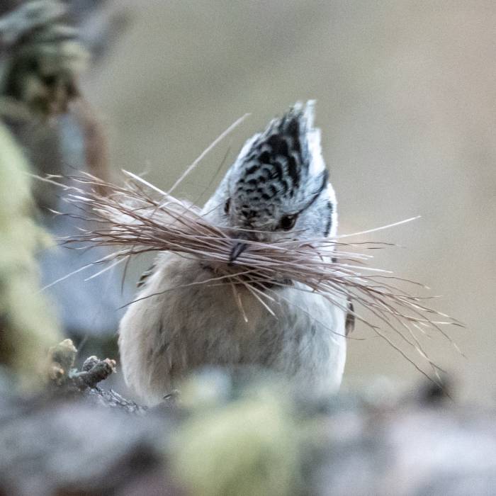 Haubenmeisen bauen ihr Nest in Baumhöhlen und polstern es mit verschiedenen Materialien wie Moos oder Tierhaaren.