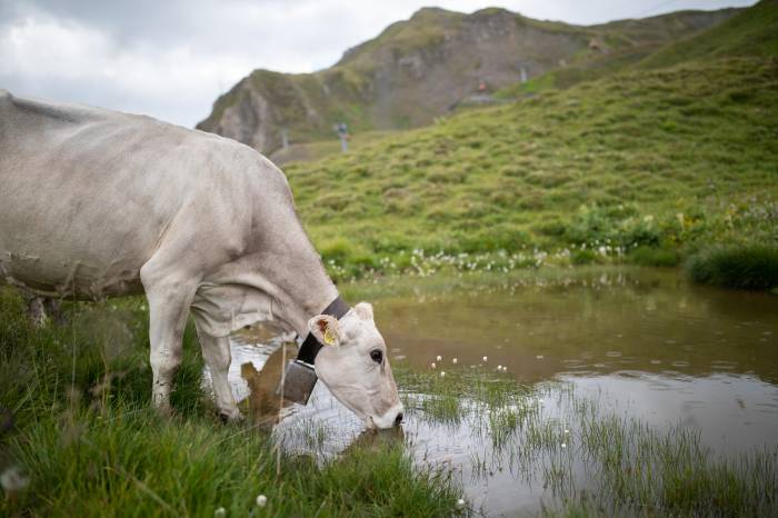 Genügend Wasser auf der Alp ist wichtig – auch für die Tiere.