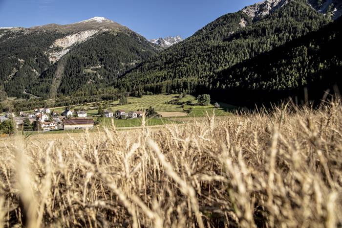 Kornfeld im Val Müstair