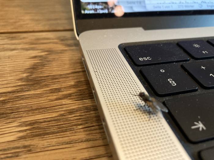 Fliegen putzen sich zwar häufig, übertragen aber trotzdem gefährliche Krankheiten.