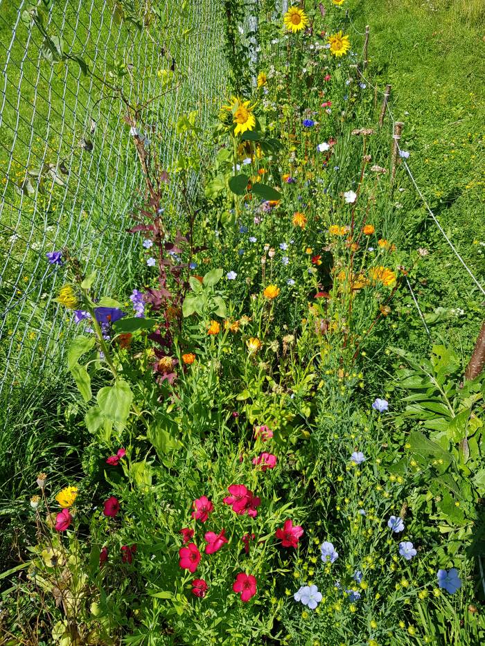 Das freut das Auge, die Insekten und die Vögel