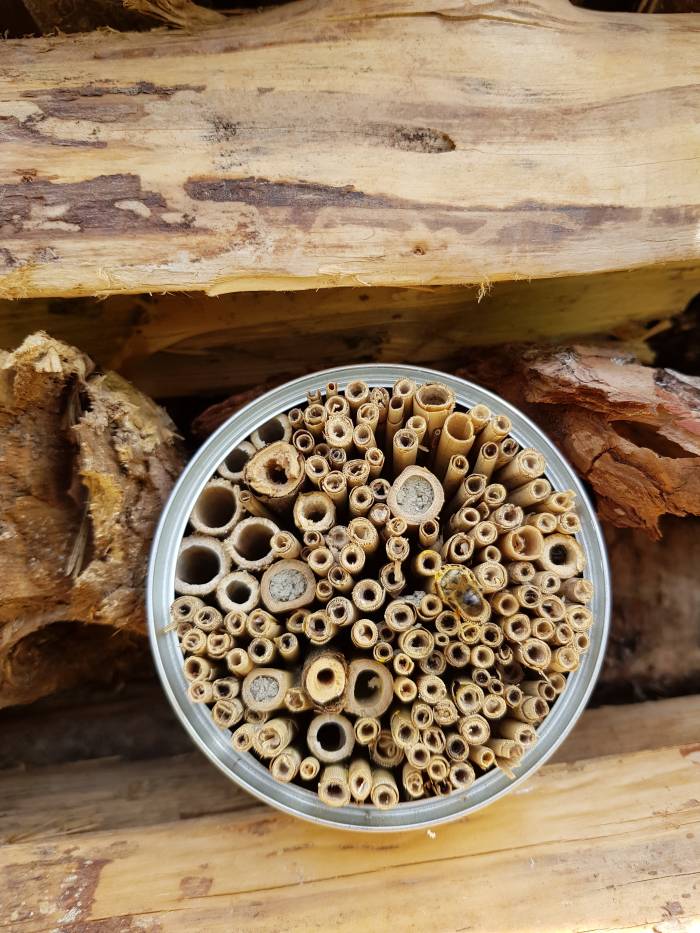 Eine Bienenart hat ihre Hotelzimmer bereits wenige Tage nach dem Bau bezogen und ihre Eier darin abgelegt