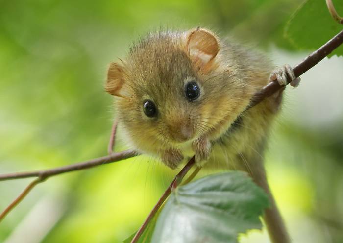 Die nachtaktive, heimlich lebende Haselmaus Muscardinus avellanarius ist die kleinste Vertreterin der Bilche. 