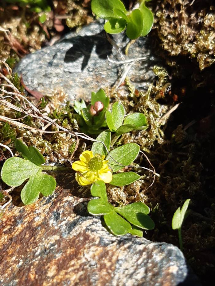 Nahaufnahme Zwerghahnenfuss (Ranunculus pygmaeus). Macun beherbergt die grösste und für lange Zeit die einzige bekannte Schweizer Population des Zwerghahnenfusses. 