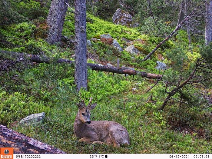 Ein Rehbock ruht friedlich im Wald – ob er sich der Präsenz der herumziehenden Wölfe bewusst ist?