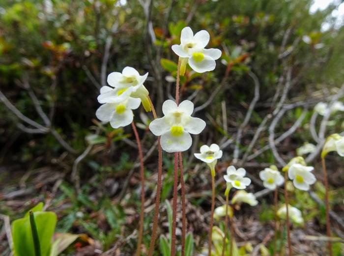 Alpen-Fettblatt. (Foto: Hans Lozza, SNP)