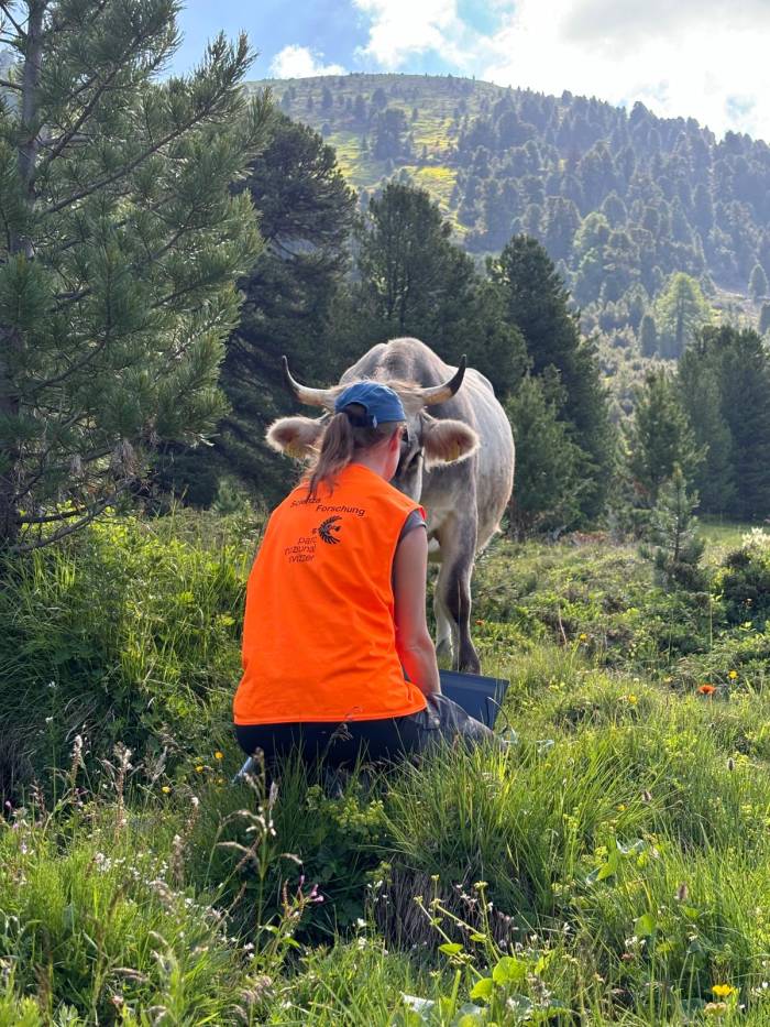 Quellforschung in der Val S-charl, Auge in Auge mit Kühen. 