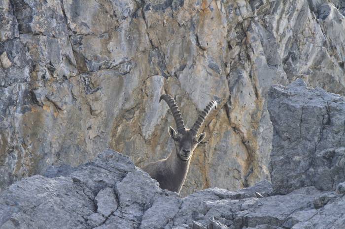 Der König der Alpen wird erst im Oktober bejagt.