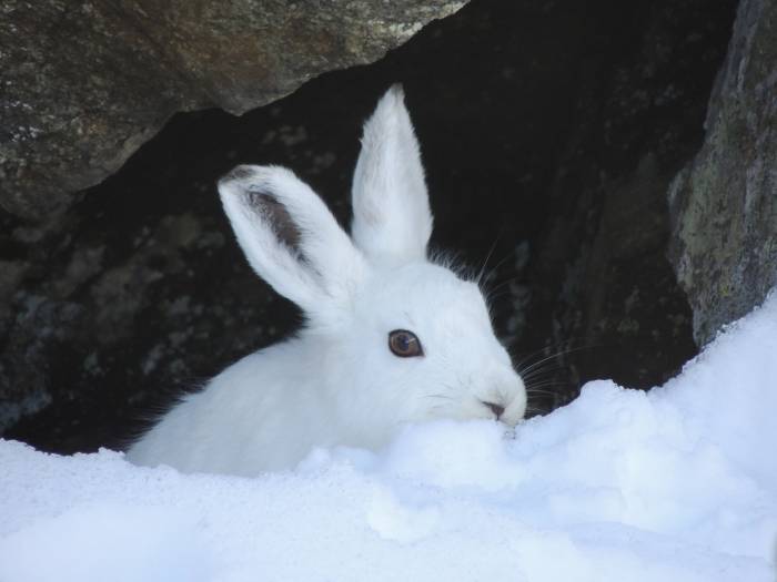 Der Schneehase ist im Winter extrem gut getarnt. (Foto: Gian Fümm)