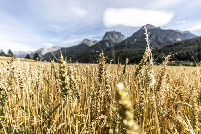 Die Äcker wurden mit Weizen, Roggen oder Gerste bebaut, Kartoffeln kamen erst später dazu.