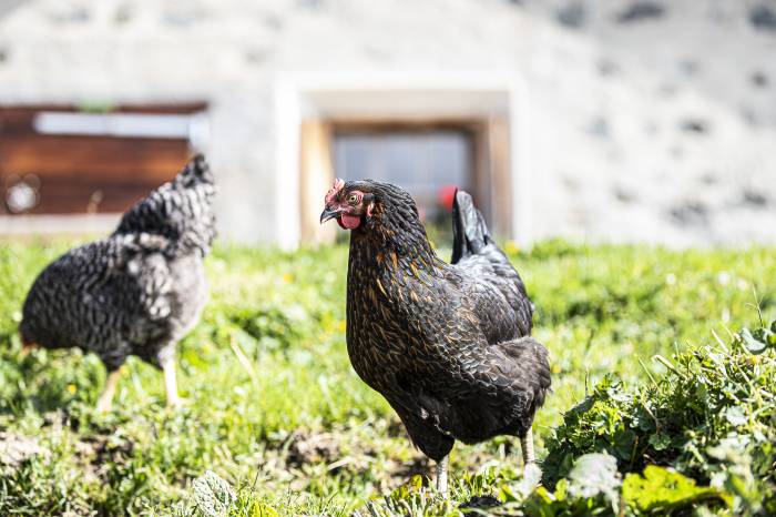 Genügend Eier gibt es an Ostern dank Hühnern aus der Region.