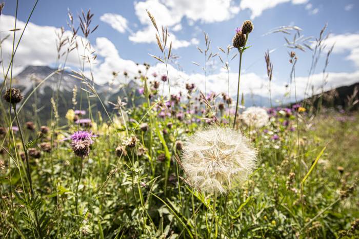 Bienen tragen bekanntlich auch zur Bestäubung von Blumen und Bäumen bei.