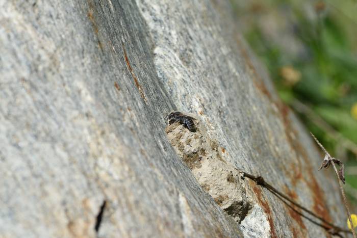 Osmia lepeletieri, Mauerbiene, beim Bau eines Nests aus sandig-kiesigem Material.