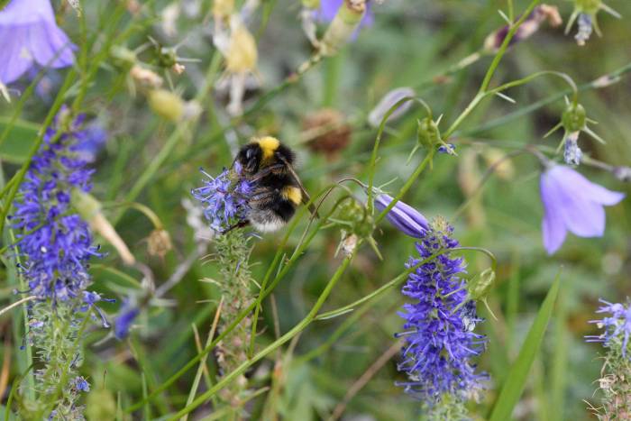 Bombus terrestris – Erdhummel. Sie fliegt bereits bei relativ tiefen Temperaturen. 