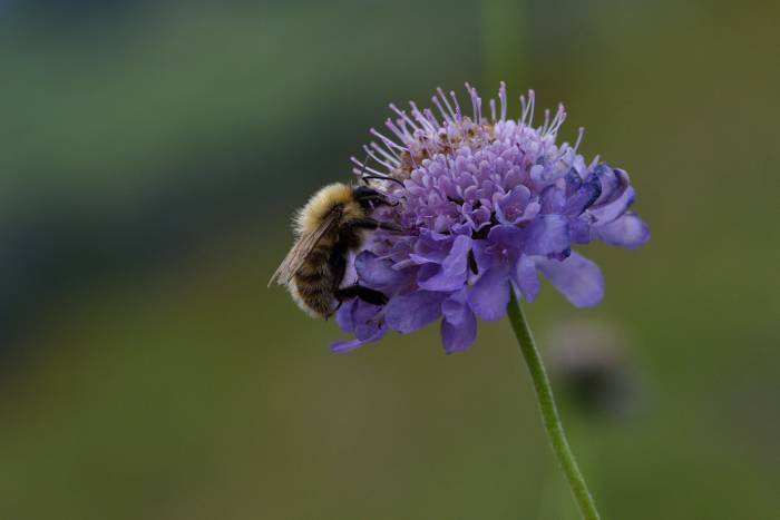 Hummel beim Blütenbesuch.