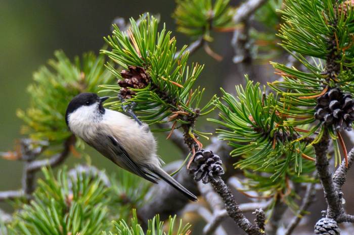 Alpenmeise, Poecile montanus montanus.