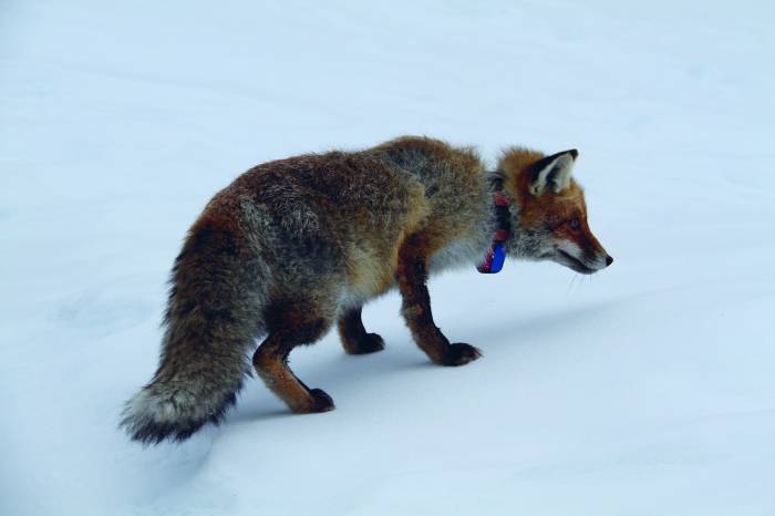 Besenderter Fuchs.
