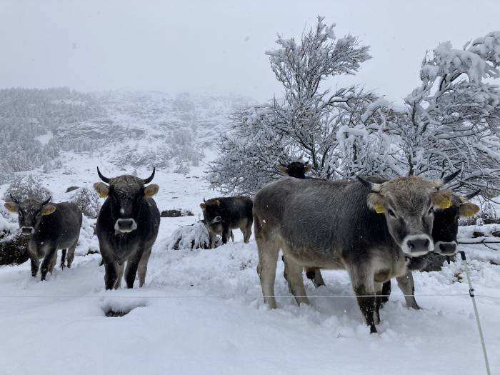 Manchmal schneit es auch auf der Weide, doch Xar und Xesus nehmen das gelassen.