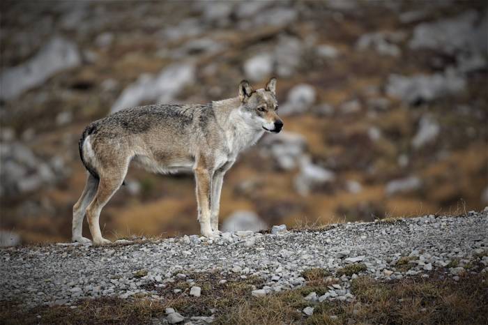 Der Wolf unterhalb des Piz Daint, wie ihn Gian Fümm gesehen hat.