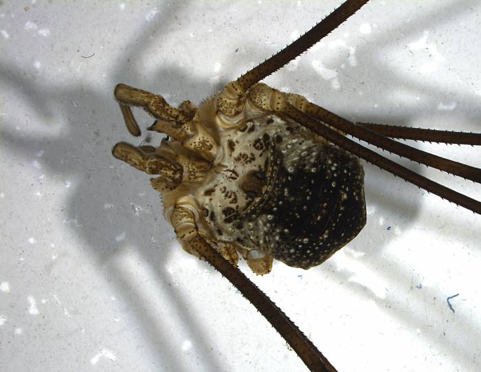 Das Bild zeigt einen hochalpinen Weberknecht (Mitopus glacials). Dies ist eine Spezies, die nur über der Baumgrenze in Blockhalden oder an vertikalen Felswänden vorkommt. Dieses Individuum haben wir auf dem Piz Quattervals auf 2400 m ü. M. von Hand gefangen. Dabei hat das Tier zwei Beine abgeworfen, was auf dem Bild gut ersichtlich ist.  