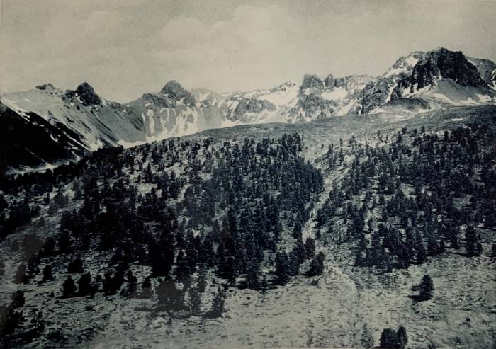 «Arvenwald in der Alp Tamangur, im Scarltal» 1902 Ernst Muret, Coaz, J. und Schroeter, C. (1902) Ein Besuch im Val Scarl.