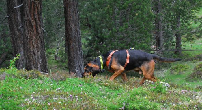 Hund Jason auf konzentrierter Suche.