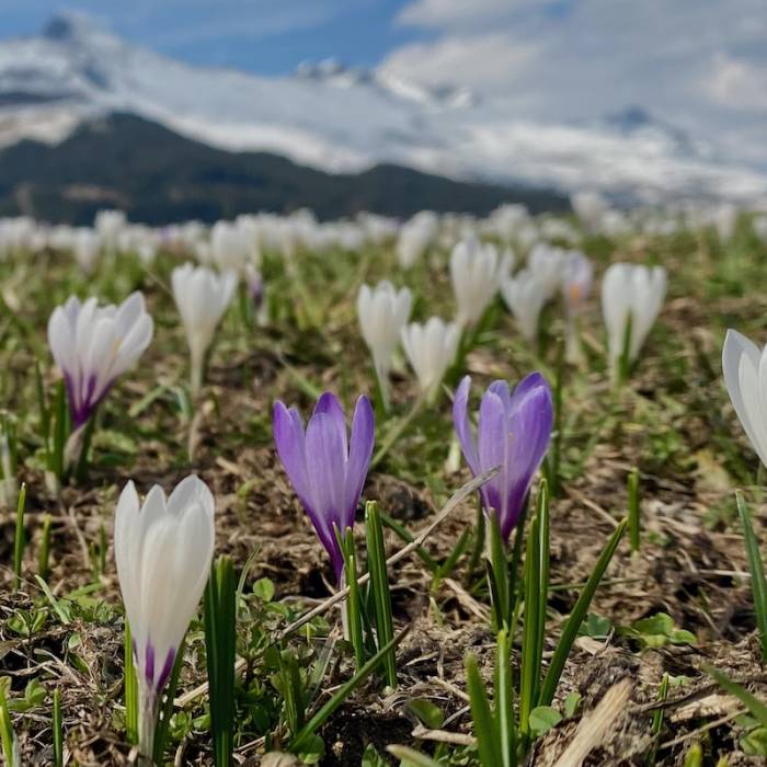 Die Boten des Frühlings: Frühlings-Krokus.