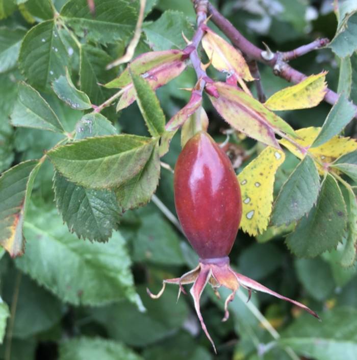 Die Hundsrose oder Hagebutte leuchet im Herbst herrlich rot.