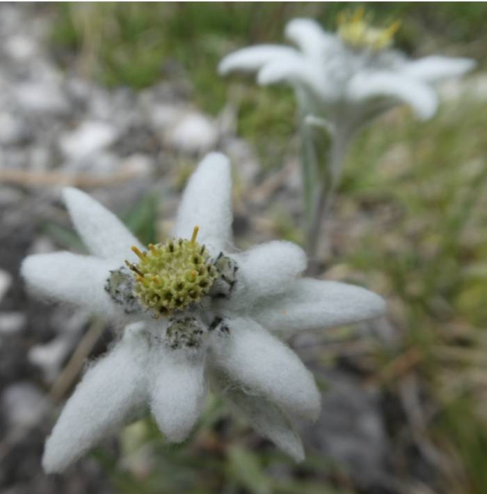 Erst ganz oben und nur mit etwas Gl&uuml;ck findet man das Edelweiss.