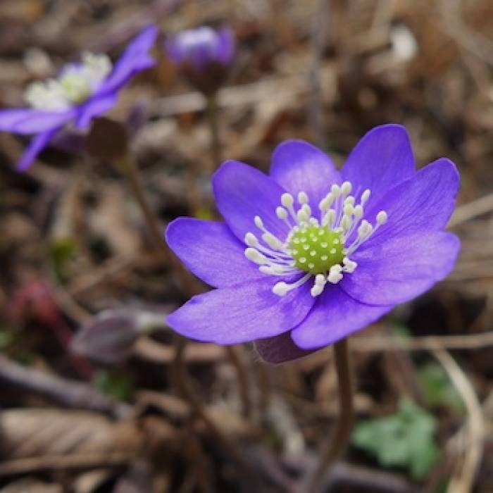 Das Leberblümchen kommt vor allem im Wald oder auf buschigen, trockenen Böden vor.