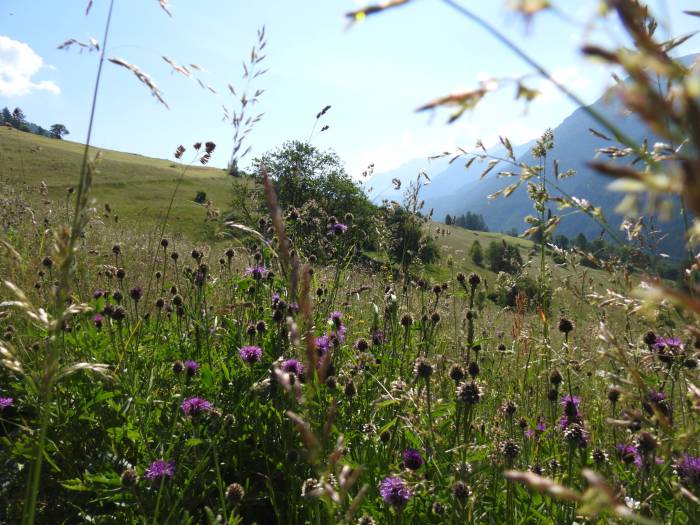 Die Blumenwiesen des Engadins stehen in voller Pracht.