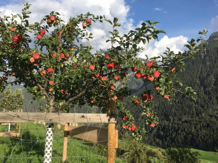 Junger Hochstamm Apfelbaum der bereits viele Fr&uuml;chte tr&auml;gt
